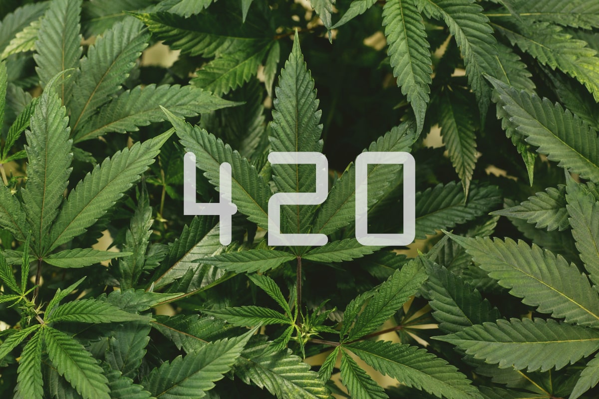 Mezinárodní den marihuany a význam 420